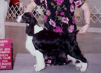 English Springer Spaniel image: Ch Suncoast For Your Eyes Only 'Morgan'