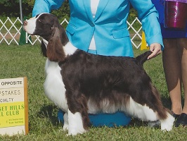 English Springer Spaniel: GCh Suncoast Days Of Future Past 'Aimee'- Best In Sweeps!