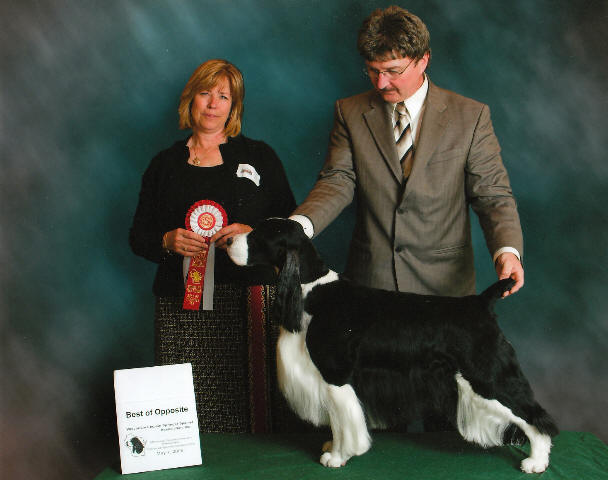 English Springer Spaniel image: BISS Am/Can Ch Cedarwood's Storm Watch CGC