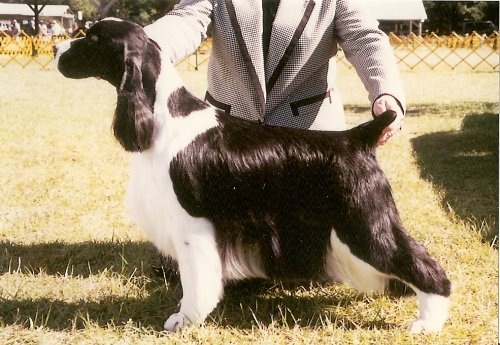 Photo of English Springer Spaniel- Ch Gilchrist Tomahawk