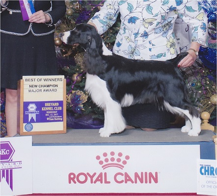 Gwen at AKC Royal Canin National Championship