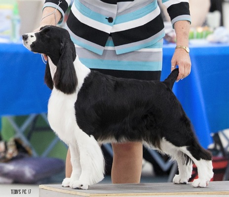 Luci at English Springer Spaniel National Specialty