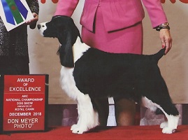 Luci - Award Of Merit - Royal Canin National Championship