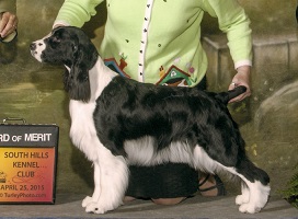English Springer Spaniel: Ch Brightwater Gilchrist Time Flies on the Suncoast
