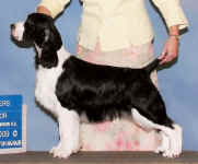 English Springer Spaniel image: Suncoast Go Your Own Way 'Mick' winning a 4 point major