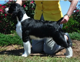 Photo of English Springer Spaniel  Brightwater Gilchrist On Suncoast Time 'Paige'