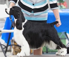 Stache - Select Dog - English Springer Spaniel National Specialty 