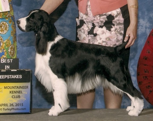 English Springer Spaniel: CH Brightwater Gilchrist Good Times on the Suncoast