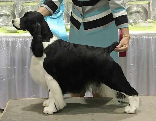 English Springer Spaniel: CH Brightwater Gilchrist Good Times on the Suncoast