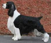 Photo of English Springer Spaniel BISS Ch Suncoast Covert Operator 'Cody'