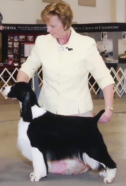 Morgan winning Best of Breed all three days on the Perry, Georgia circuit.