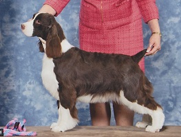 English Springer Spaniel: GCh Suncoast Days Of Future Past 'Aimee'- Best In Sweeps