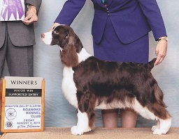 English Springer Spaniel: GCh Suncoast Days Of Future Past 'Aimee' - 4 Points!