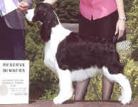 English Springer Spaniel photo of BISS Ch Suncoast's Covert Operator 'Cody'