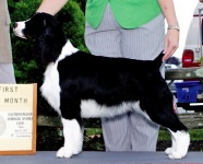 Photo of English Springer Spaniel  Brightwater Gilchrist On Suncoast Time 'Paige'