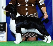 Springer Spaniel image: Ch Brightwater Gilchrist On Suncoast Time