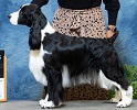Springer Spaniel image: Ch Suncoast Brightwater Double Shot