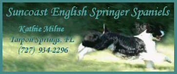 Suncoast English Springer Spaniels; Kathie Milne, Tarpon Springs, Fl (727) 934-2296