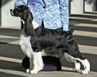 Photo of English Springer Spaniel- Ch Wynmoor Brightwater Timeless
